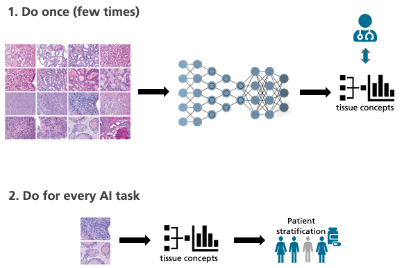 Two-step scheme to learn universal Tissue Concepts for patient stratification.