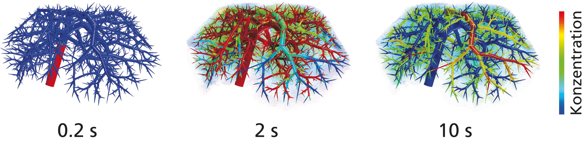 Simulation contrast agent injection in mouse liver