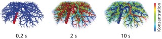 Simulation contrast agent injection in mouse liver
