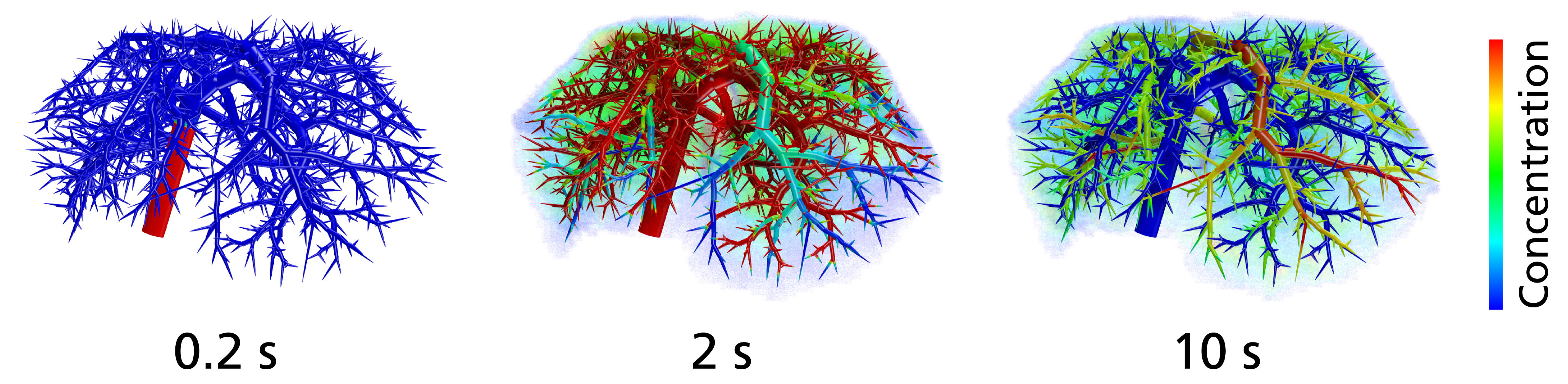 Simulation contrast agent injection in mouse liver